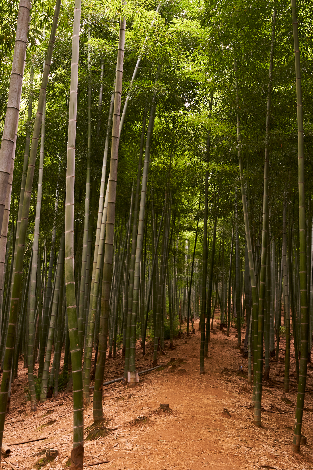 Bamboo Culture in China