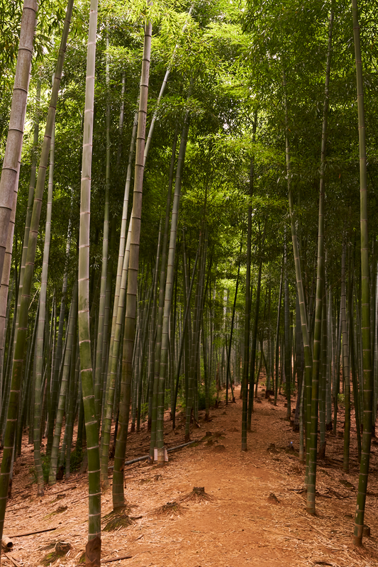 Bamboo Culture in China